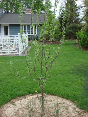 apple tree sapling