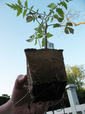 Our wee baby tomato seedlings have become towering giants of strength and 